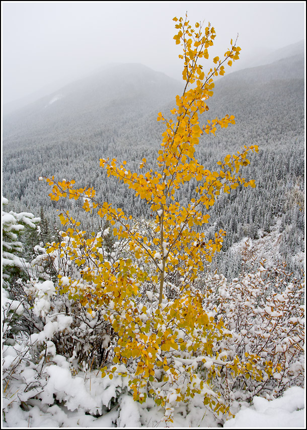 Autumn in the Rocky Mountains 1